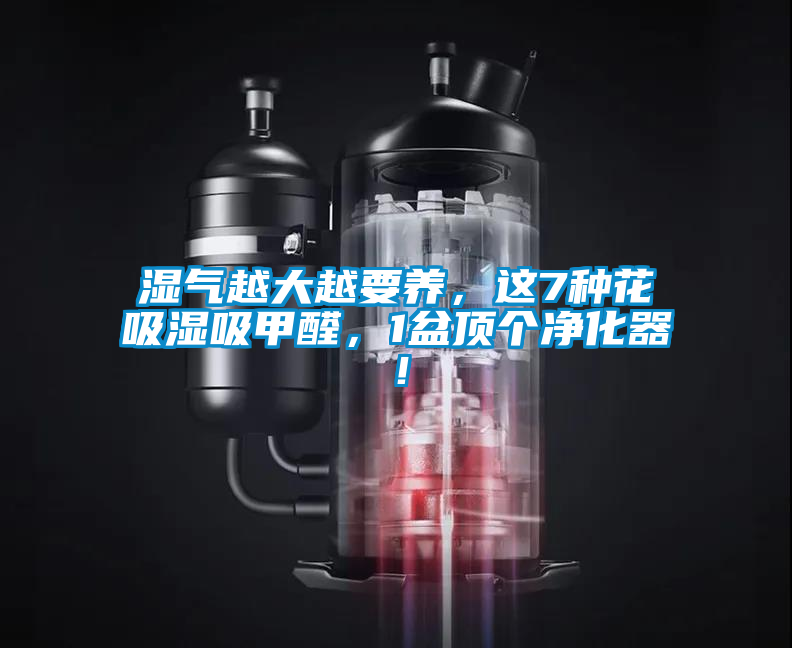 濕氣越大越要養(yǎng),這7種花吸濕吸甲醛,1盆頂個(gè)凈化器!